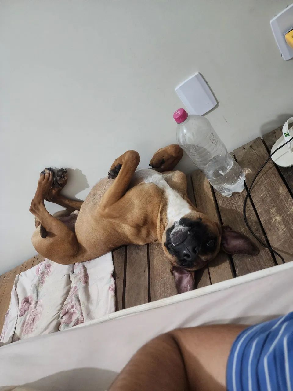 Cachorro para Doação  - Foto 4