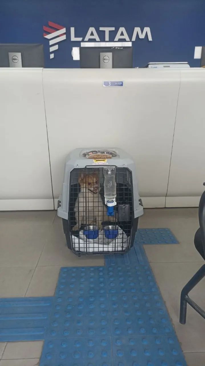 Transporte padrão IATA para viagem pet - Foto 6