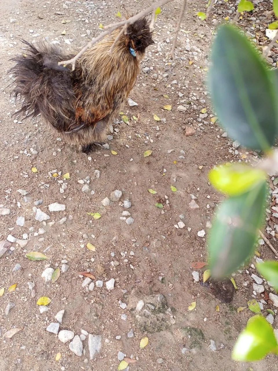 Galo  - Foto 3