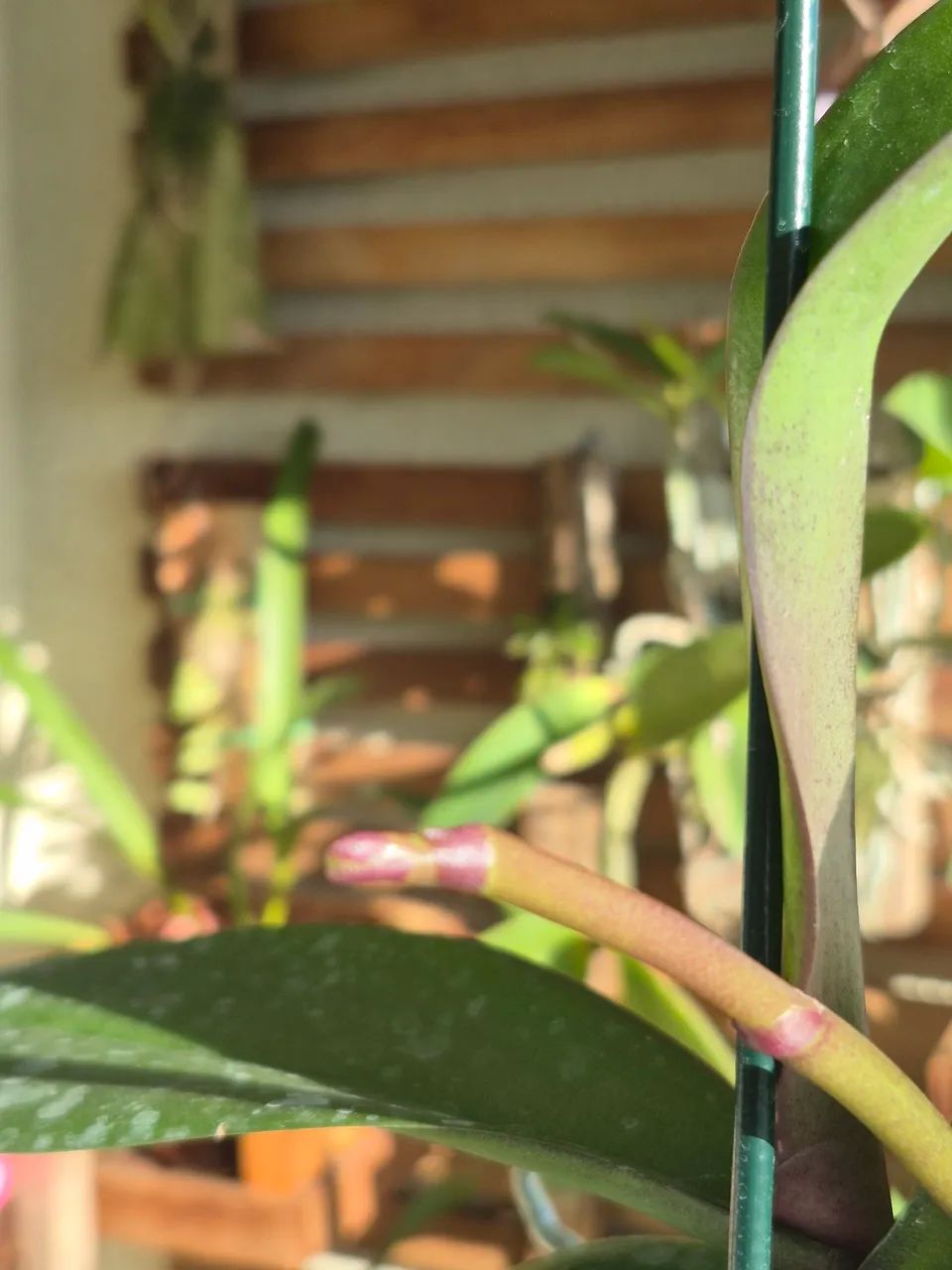 Orquídeas Phalaenopsis - Foto 4