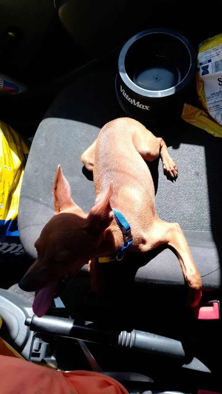 Scooby-doo Mini  - Foto 2