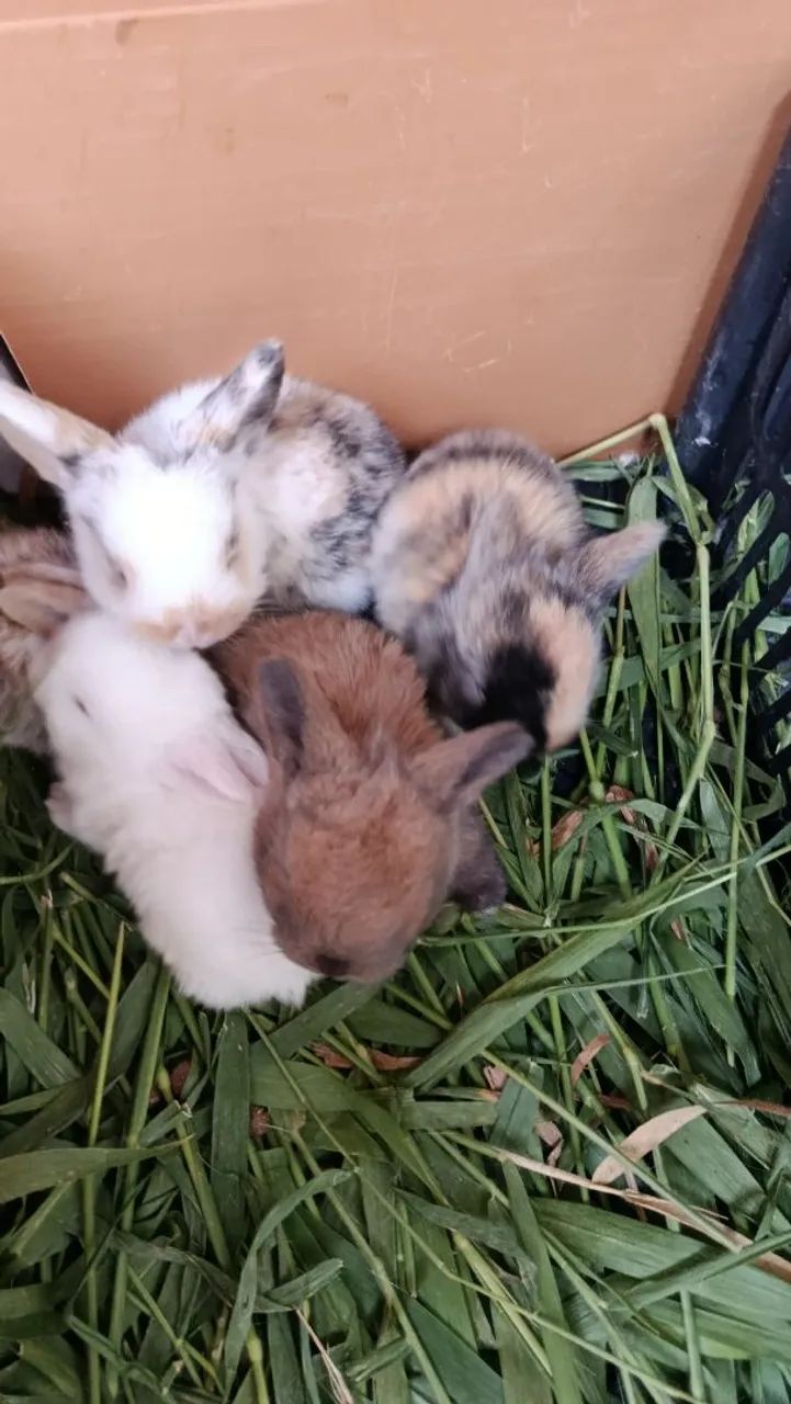 Coelho mini lop  - Foto 5