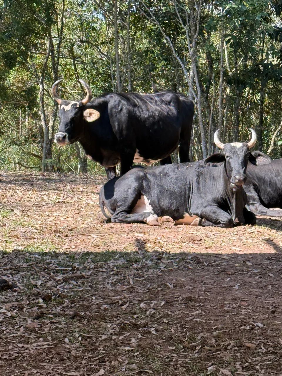 Vaca a venda 