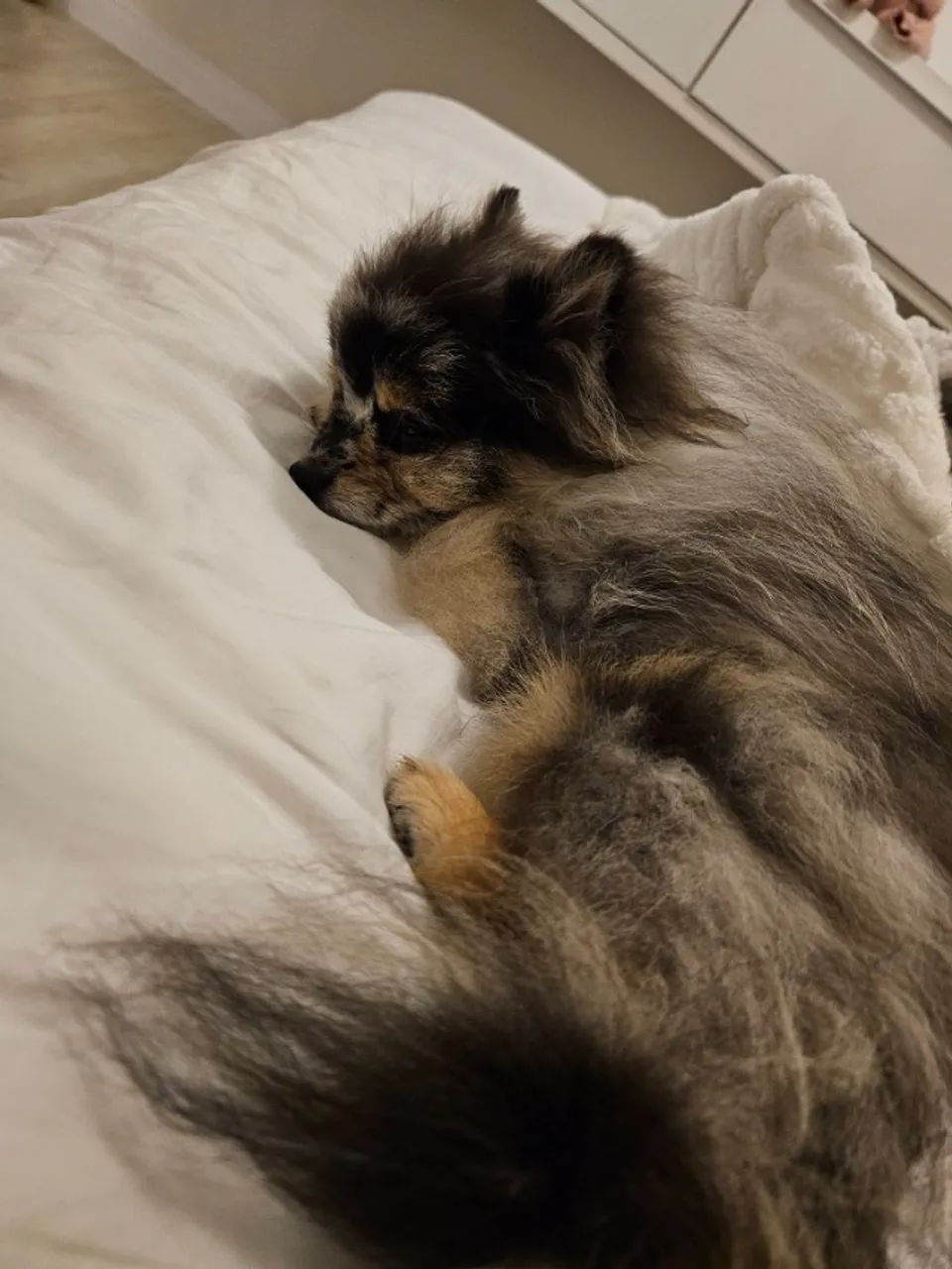 Spitz Merle Macho