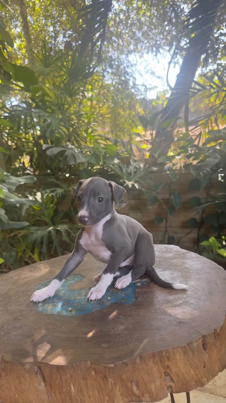 Galgo Italiano  - Foto 4
