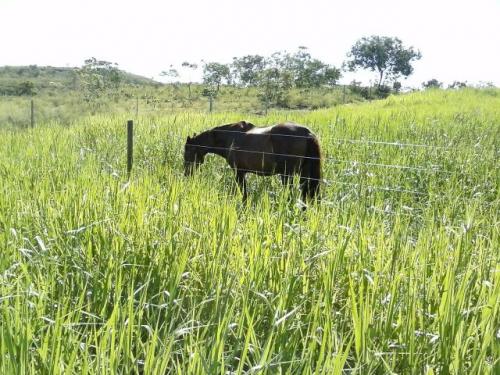 Excelente fazenda em Presidente Olegário/MG- oportunidade - Foto 5