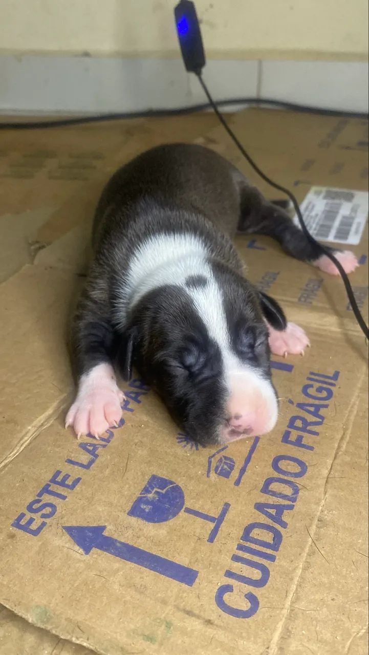 FILHOTES DE PITBULL COM AMERICAN BULLY