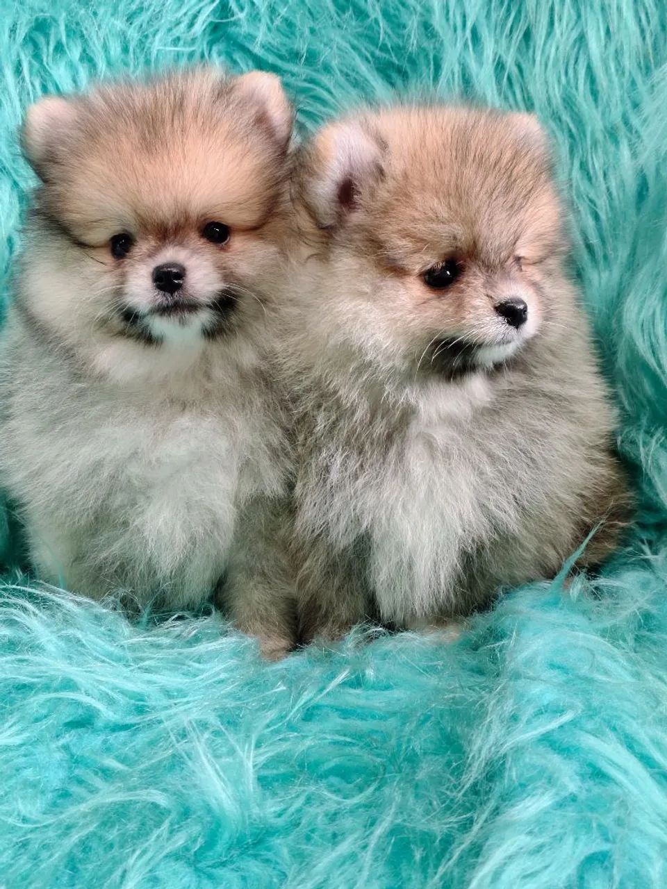 Machos Spitz alemão  - Foto 2