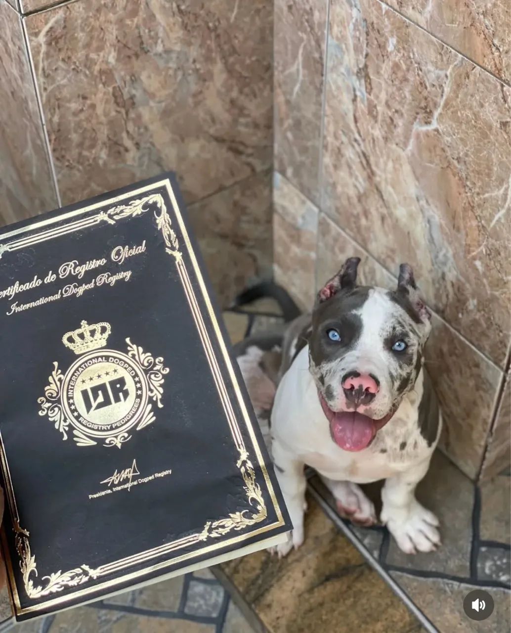 American bully  - Foto 2