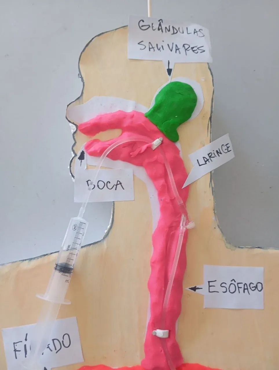 Maquete Sistema Digestivo  - Foto 3