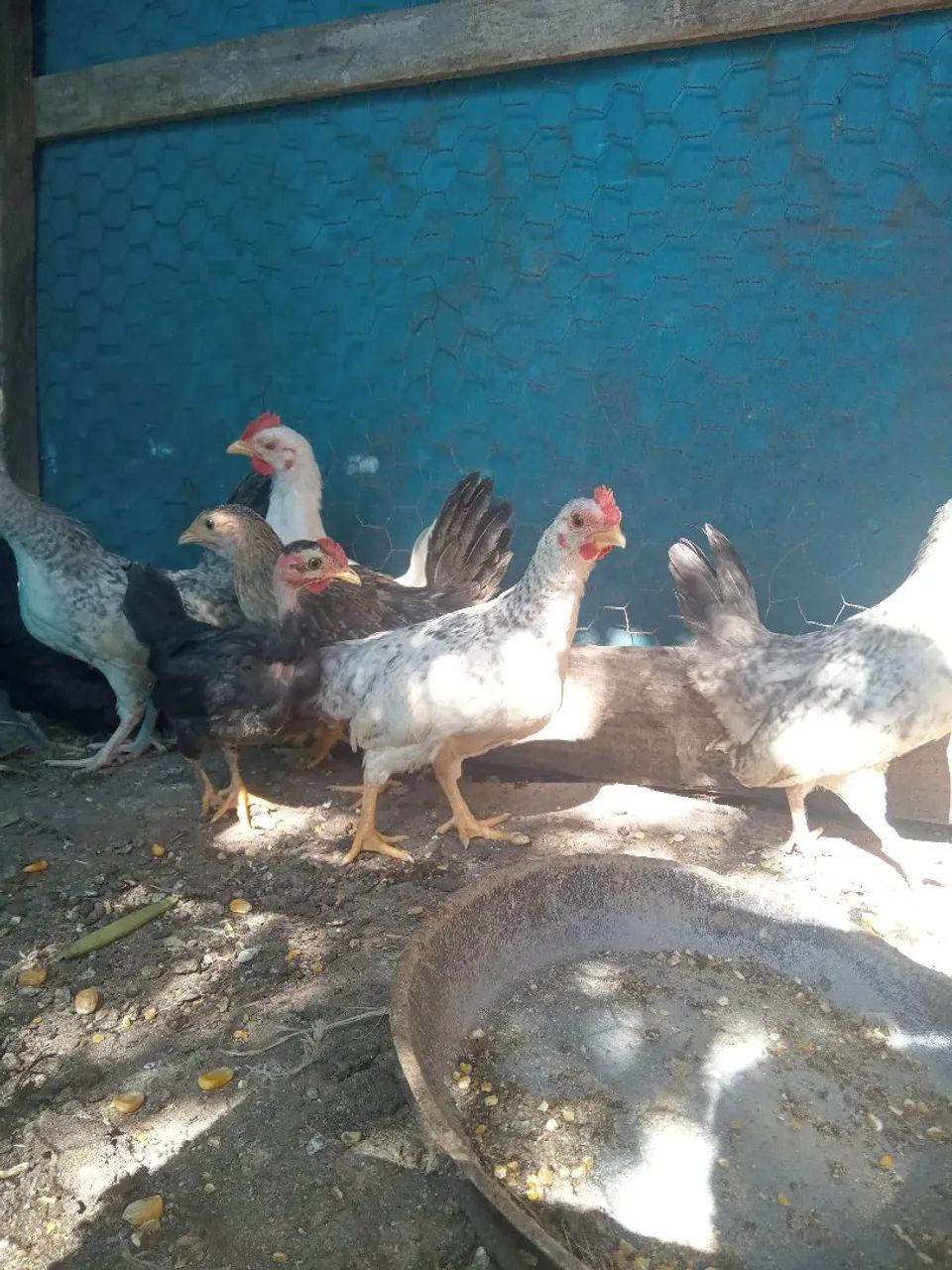 Franguinhos garnize  - Foto 3