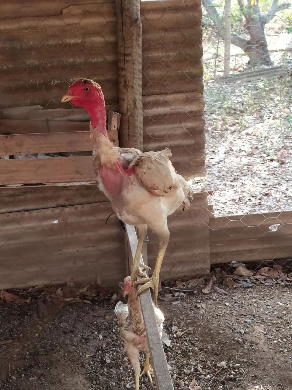Frangos semi gigante  - Foto 4