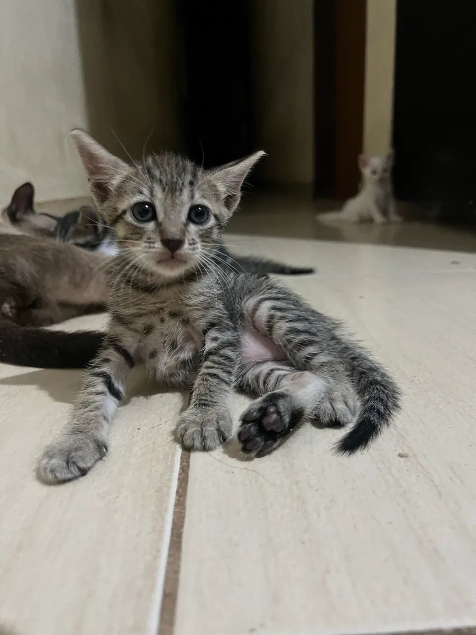 Gatinhos  - Foto 2