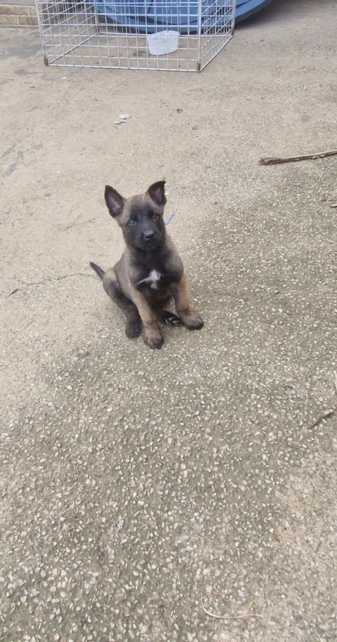 Pastor Belga Malinois - Foto 2