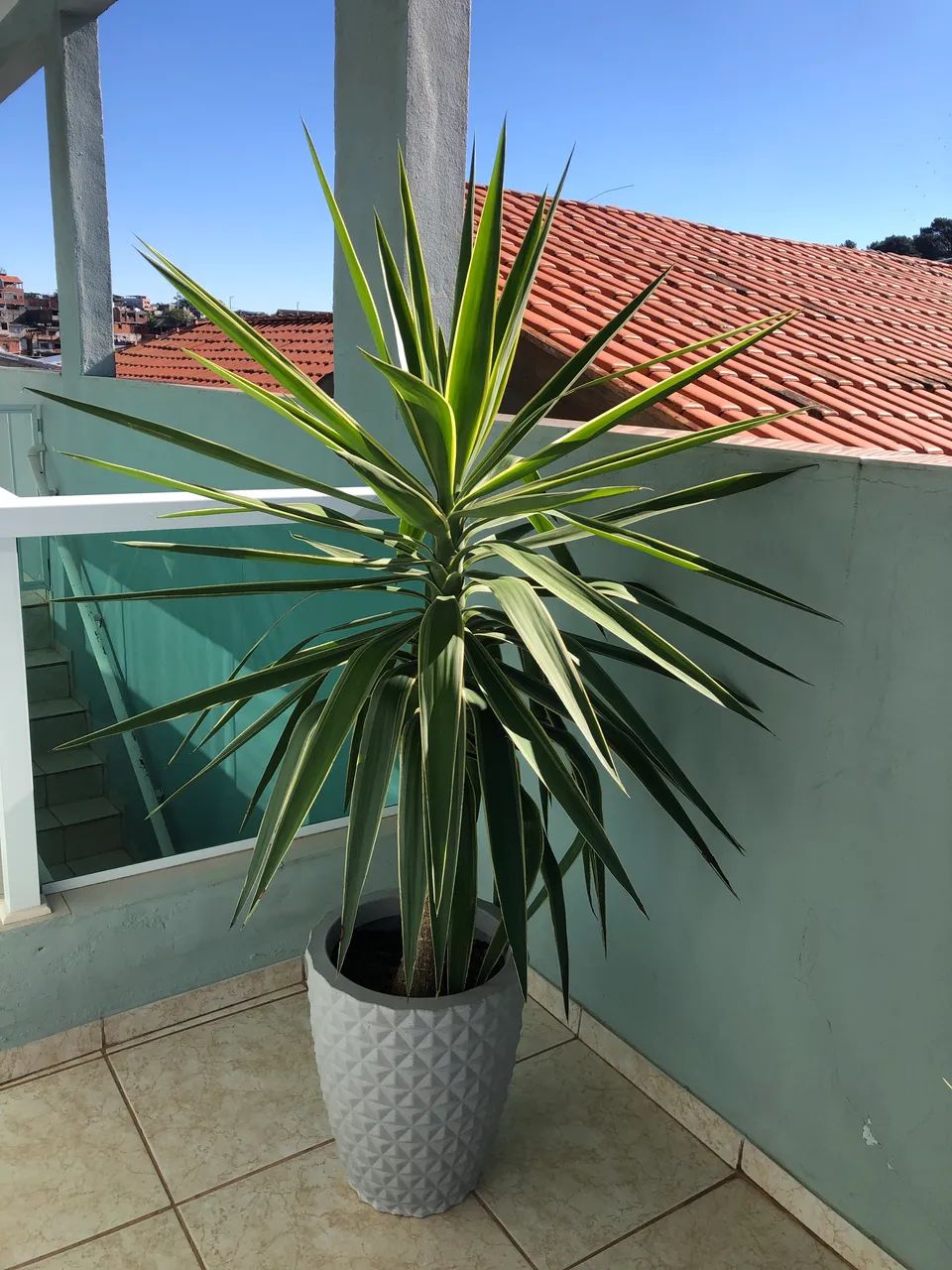 Planta Yuca (1) - Foto 3