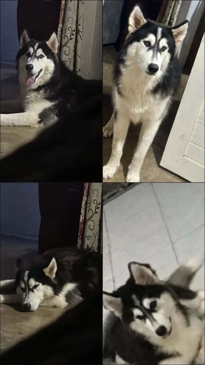 Vende-se  husky siberiano  - Foto 2