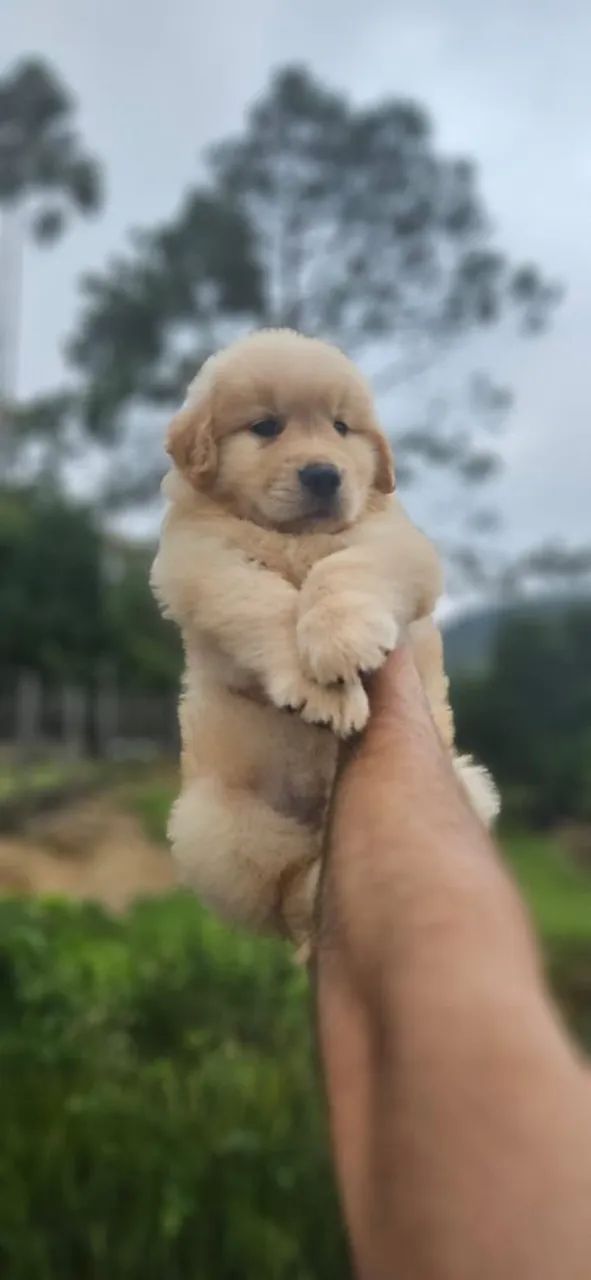 Golden Retriever Microchip e Pedigree 