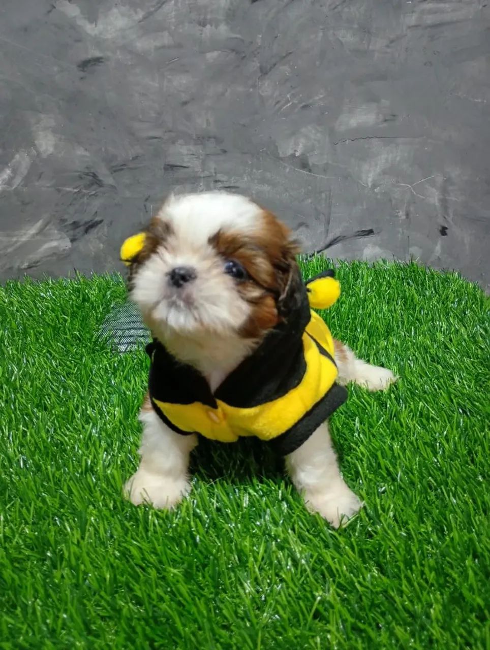 Shihtzu  - Foto 4