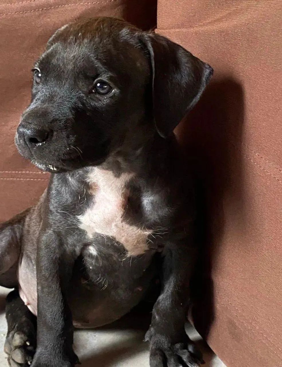 Pitbull filhote  - Foto 2