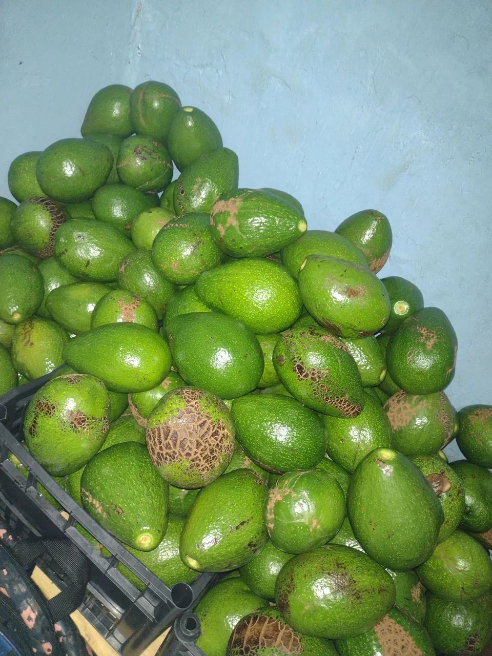 Vendo abacate amadurecendo 2.50 cada se levar mas de 10 faço a 3 por 6 reais 