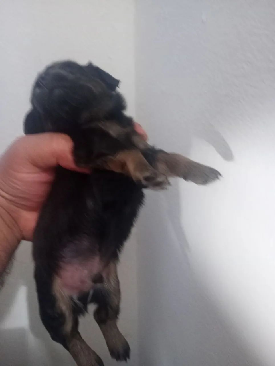 Pinther  - Foto 2