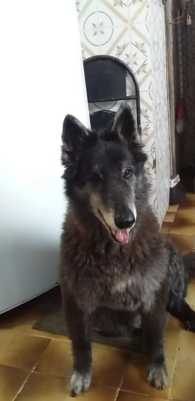 Pet  - Foto 2