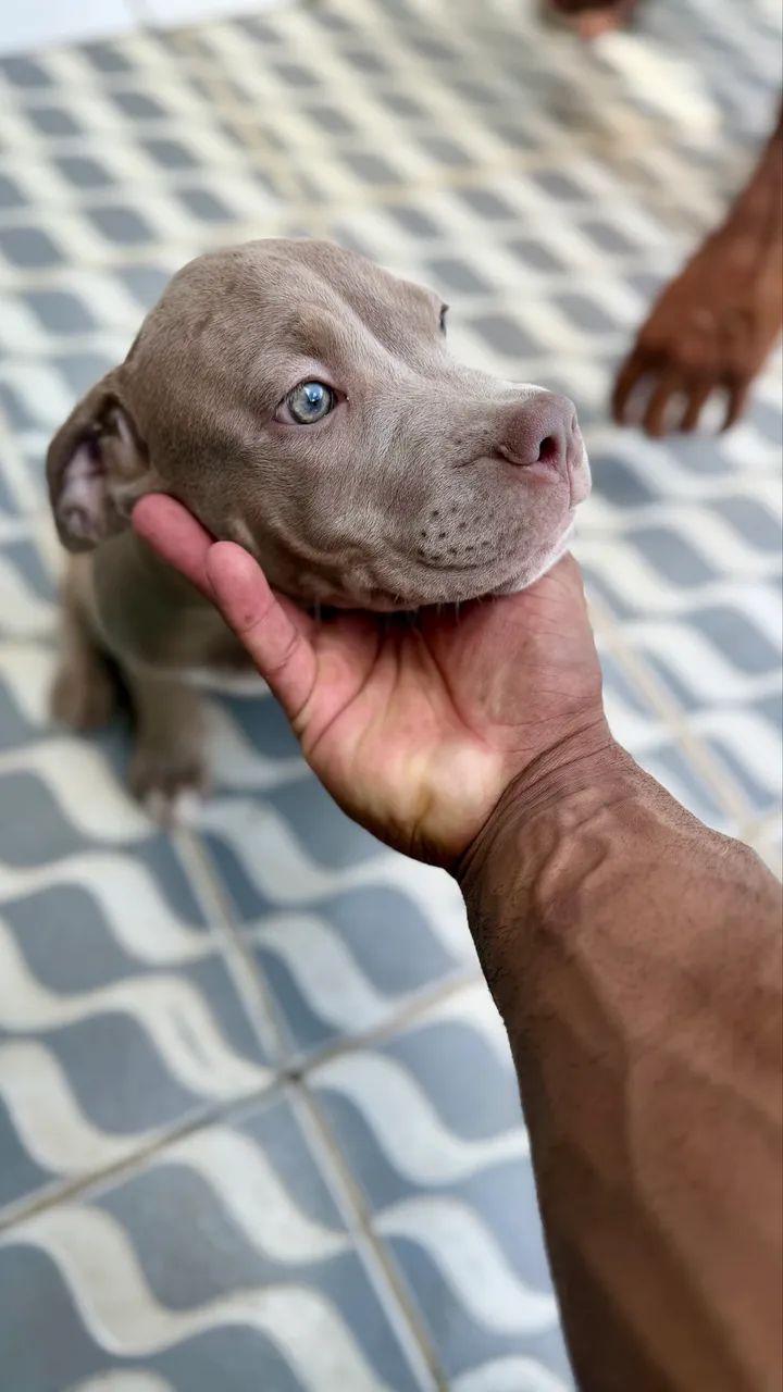 Pitbull 