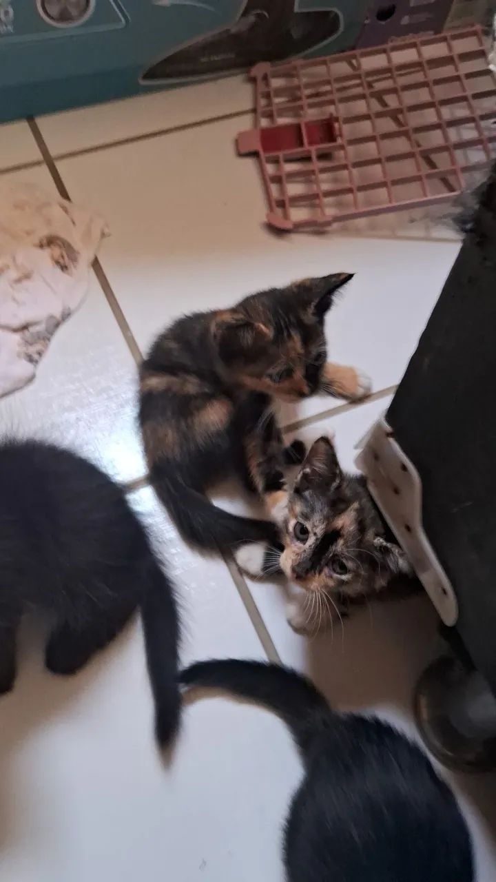 Doação de gatinhos