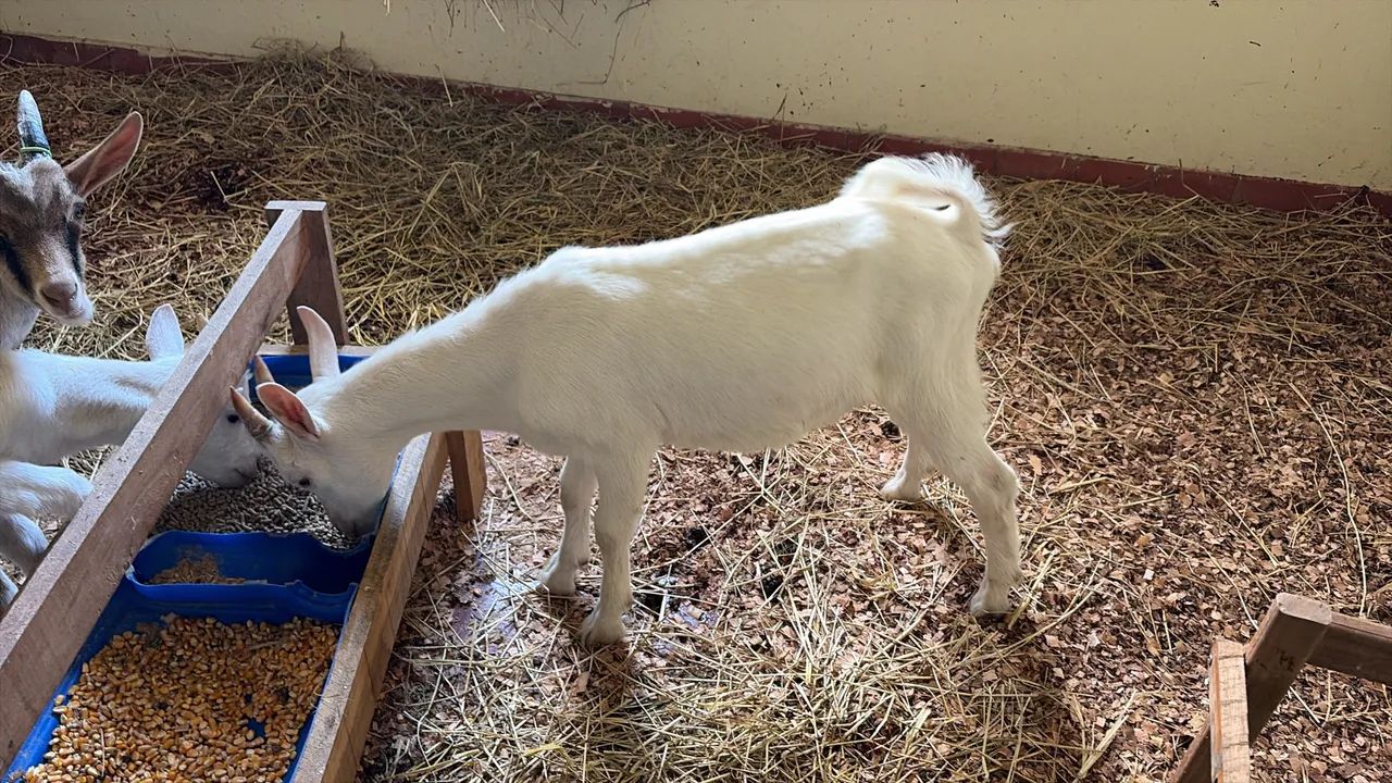 Cabrito