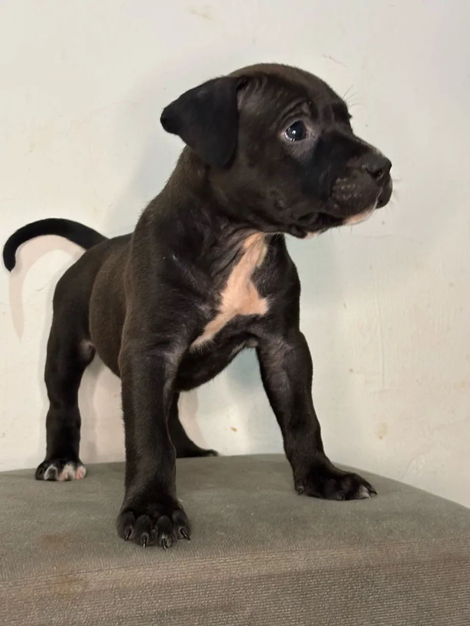 Filhotes pitbull  - Foto 3