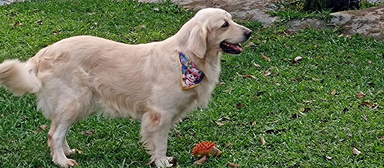 Hotel Para Cães e Gatos * - Foto 4