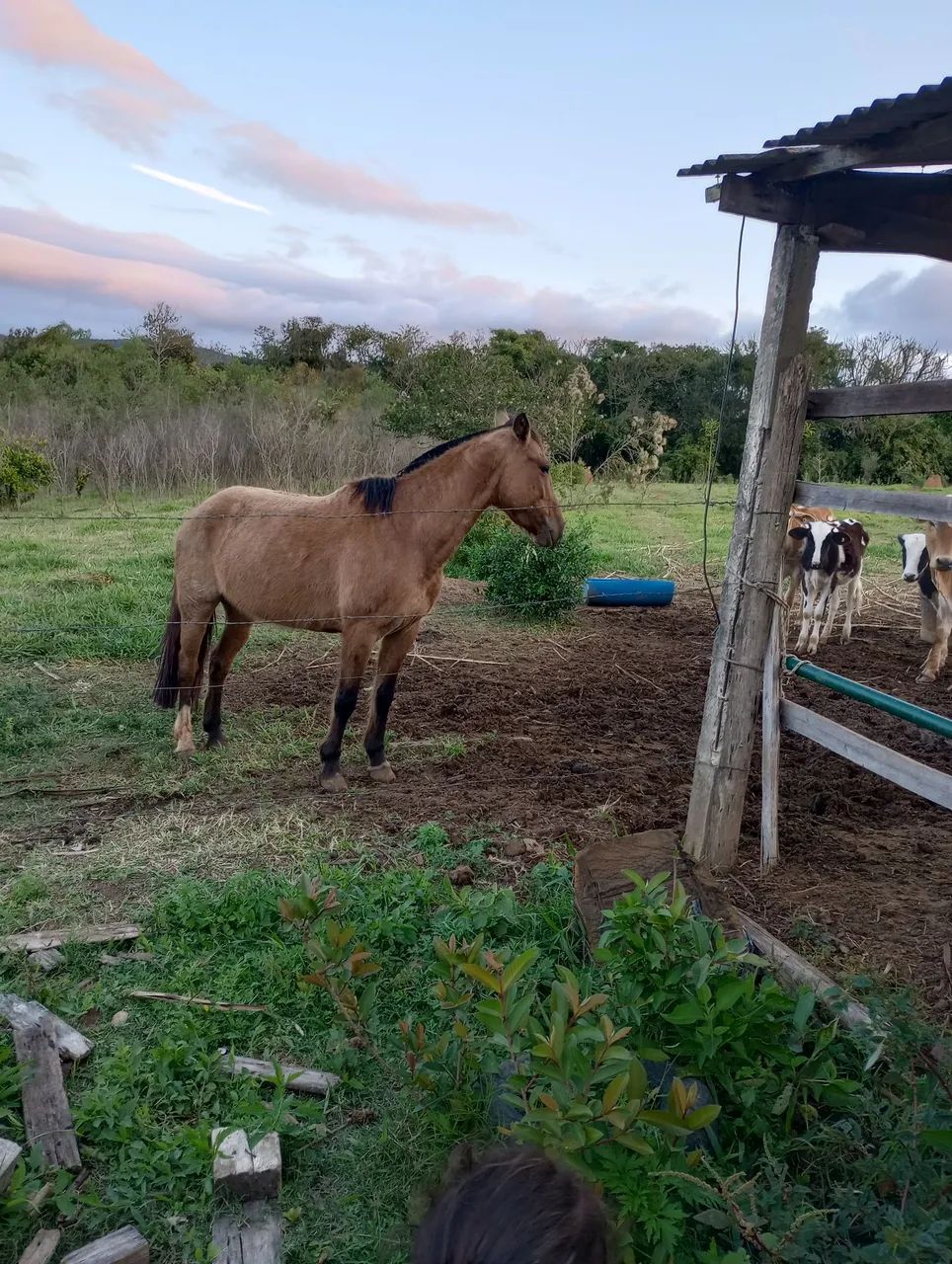 Égua crioula  - Foto 2