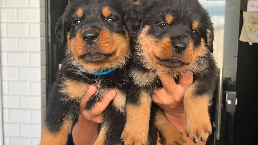 Cachorro  - Foto 3