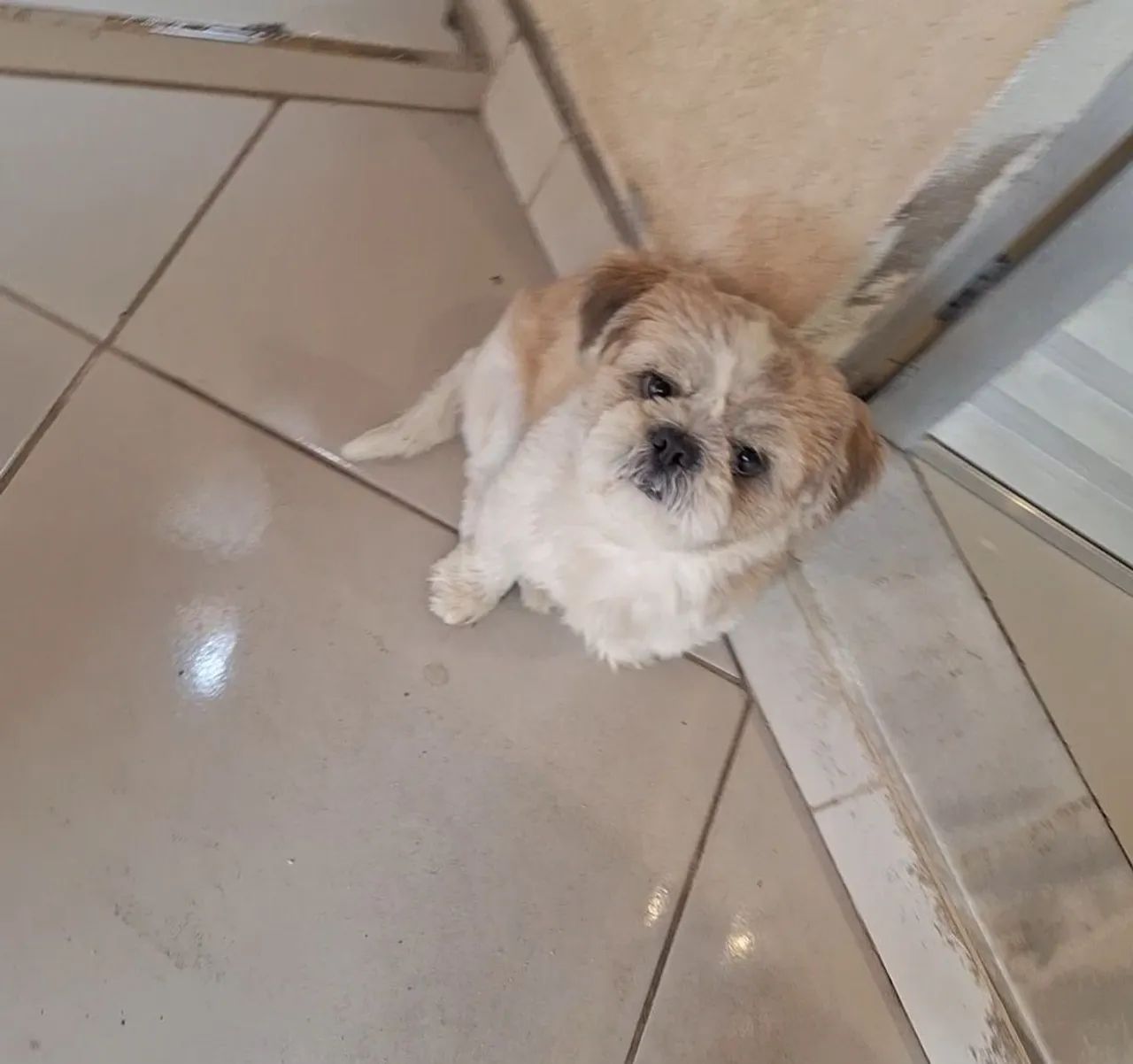 Shihtzu puro - Foto 3