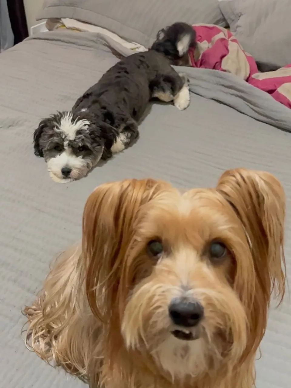 SHIH-POO Adote com responsabilidade! - Foto 5