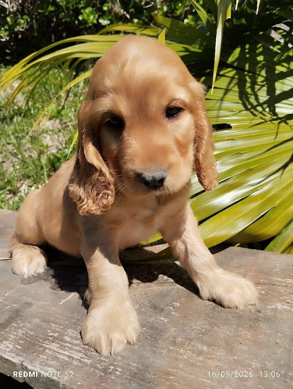 Cocker  - Foto 3