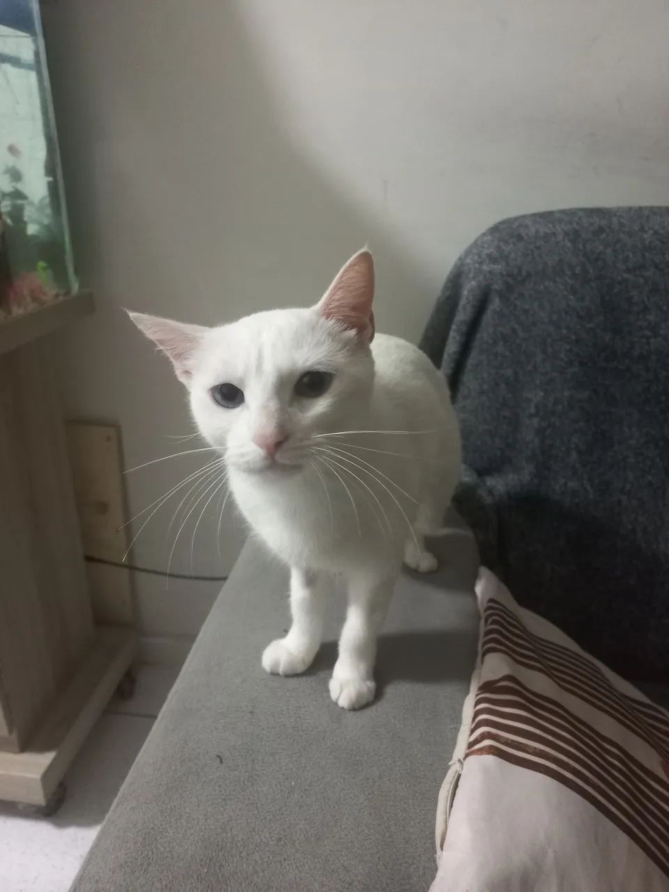 Gata castrada 1 ano de vida - Foto 2