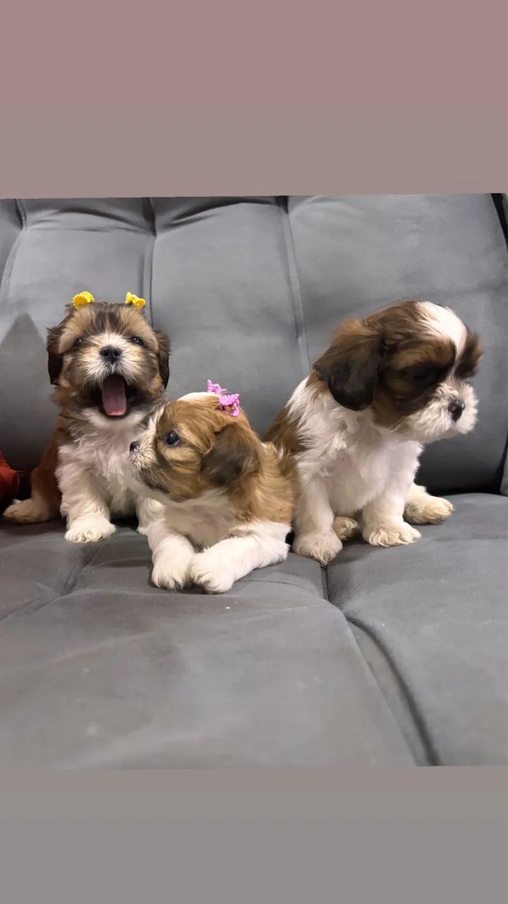 Cachorro  - Foto 4