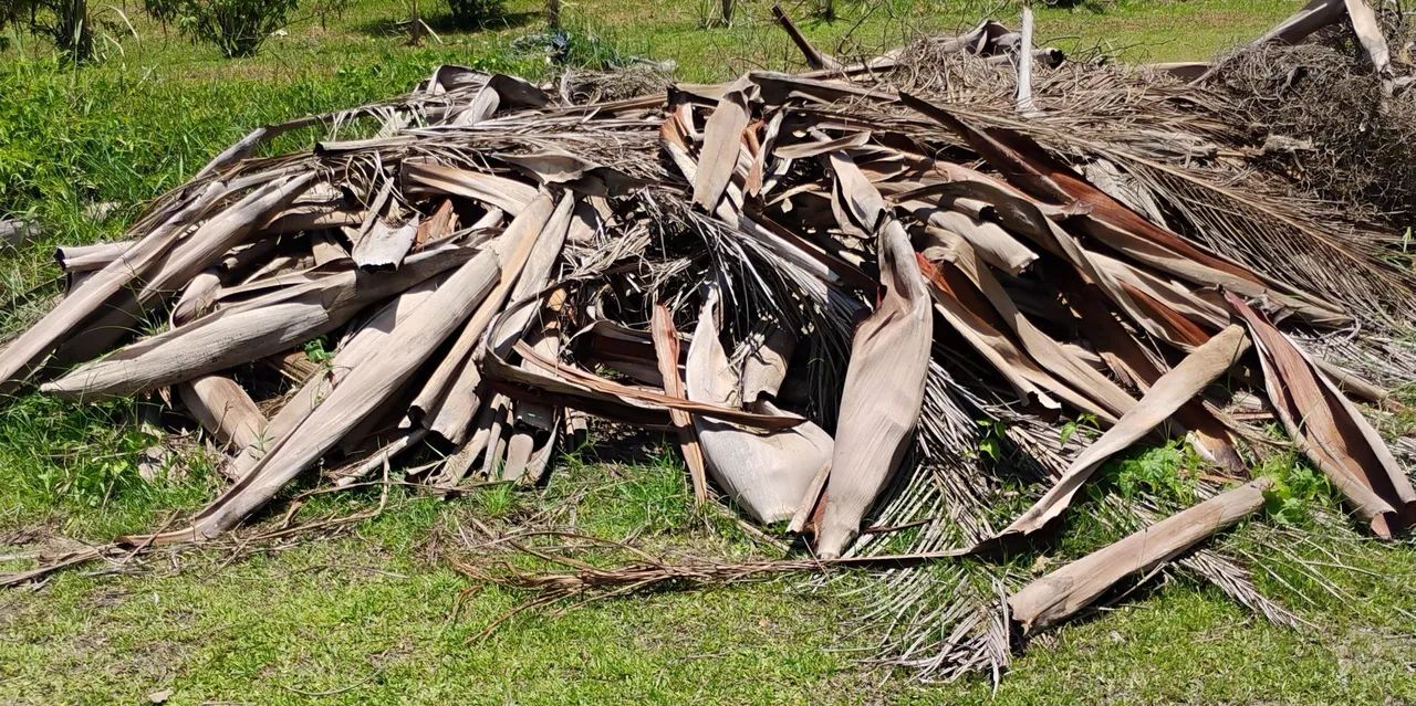 Vende-se Substrato de folha de palmeira, 100% orgânico!!! - Foto 5