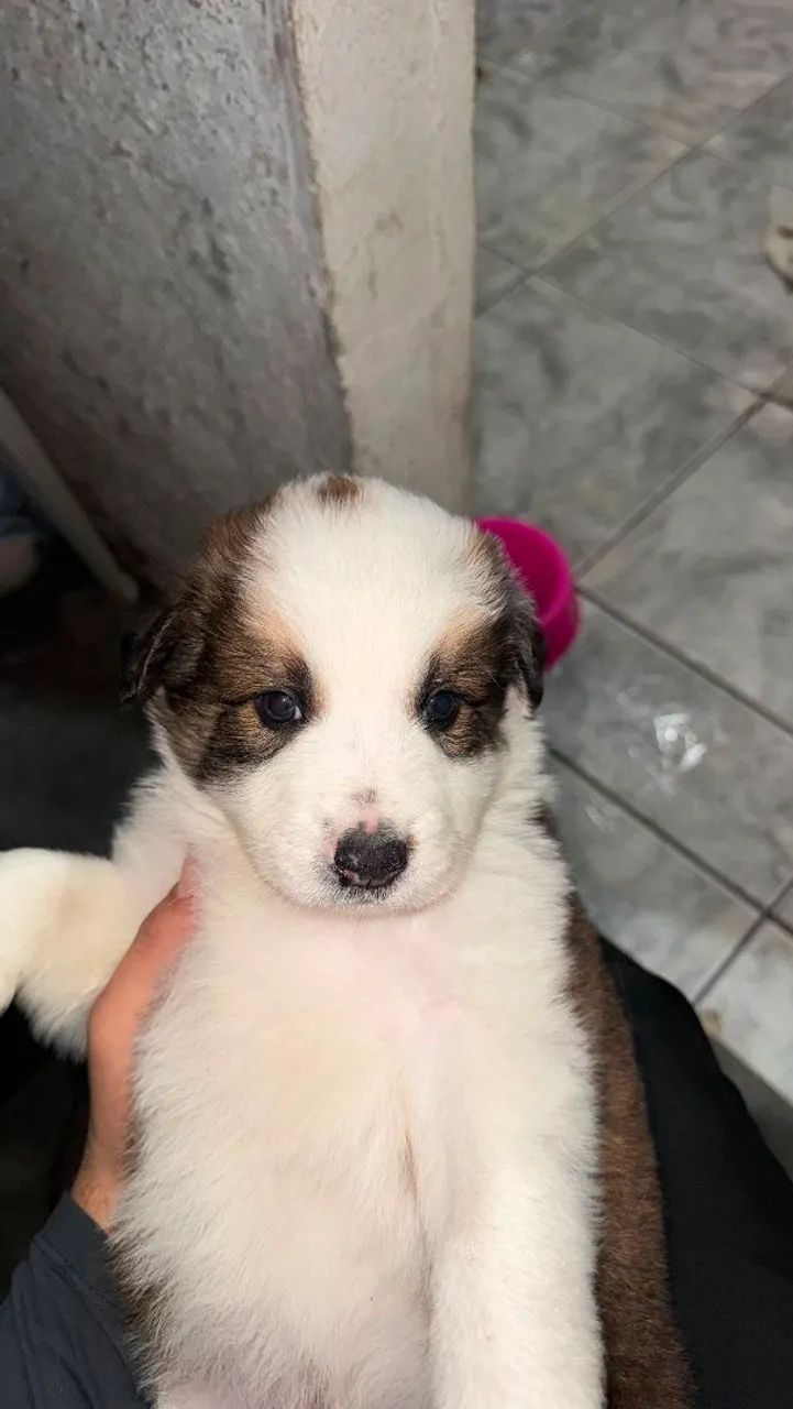 Vende-se filhotes - Foto 5