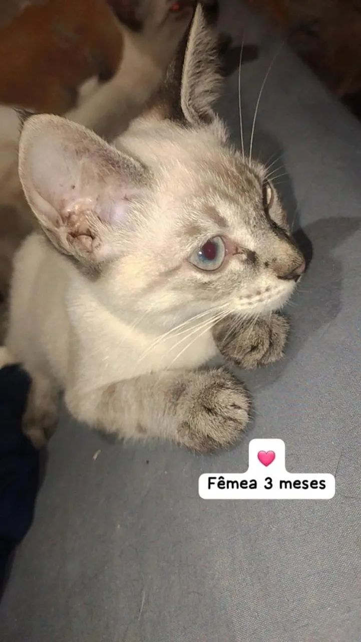 Doação de filhotes de gato - Foto 4