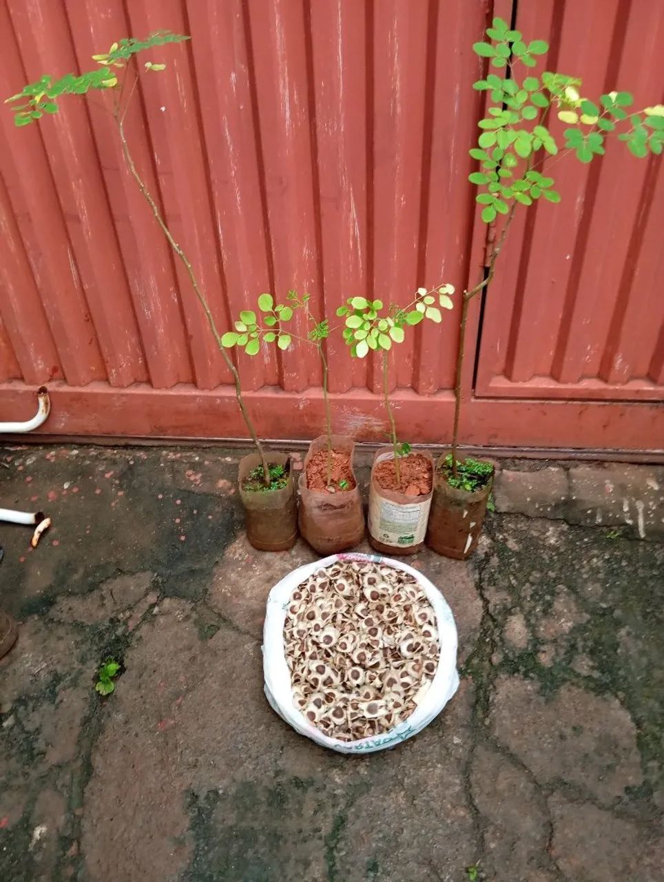 Mudas e sementes de Moringa  - Foto 2