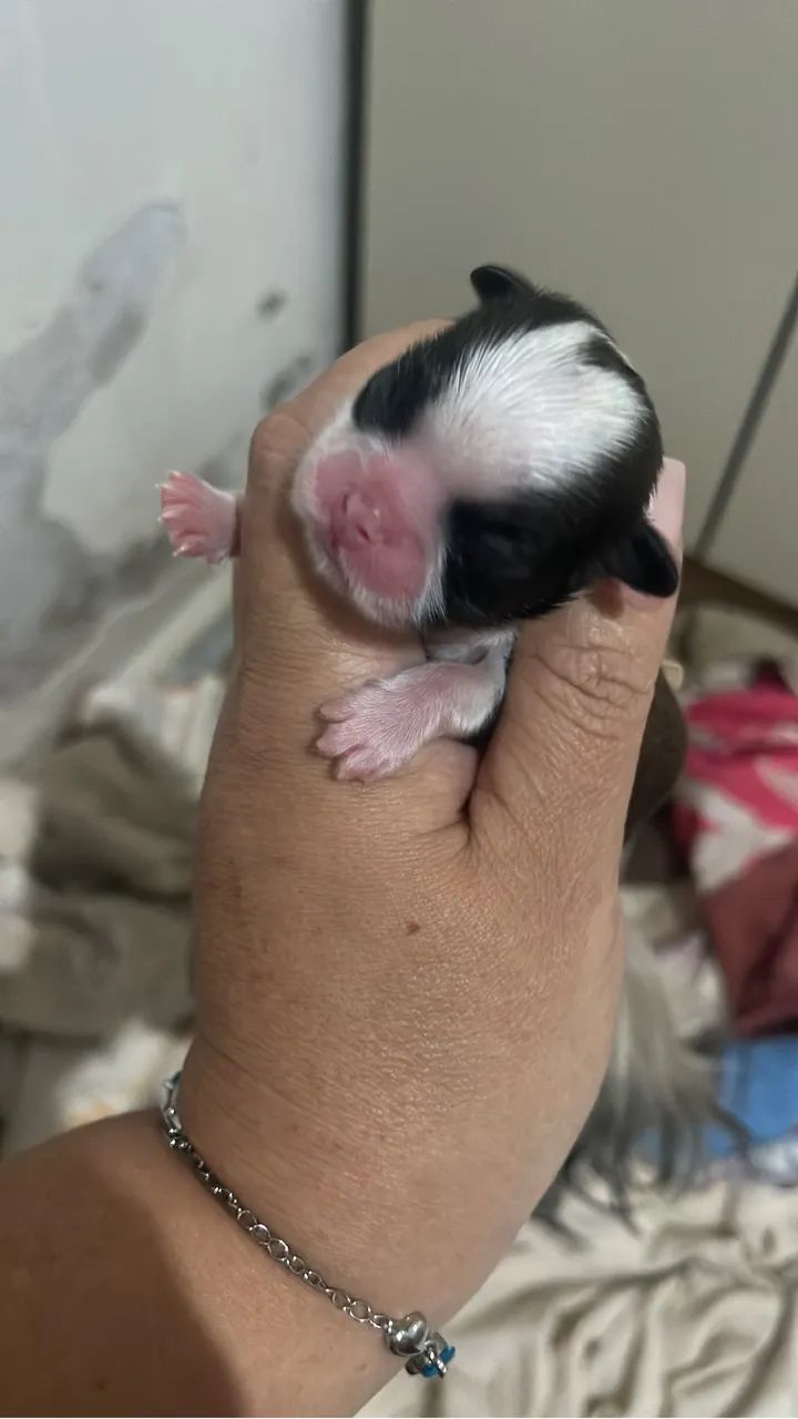 Shitzu mine tricolor  - Foto 4