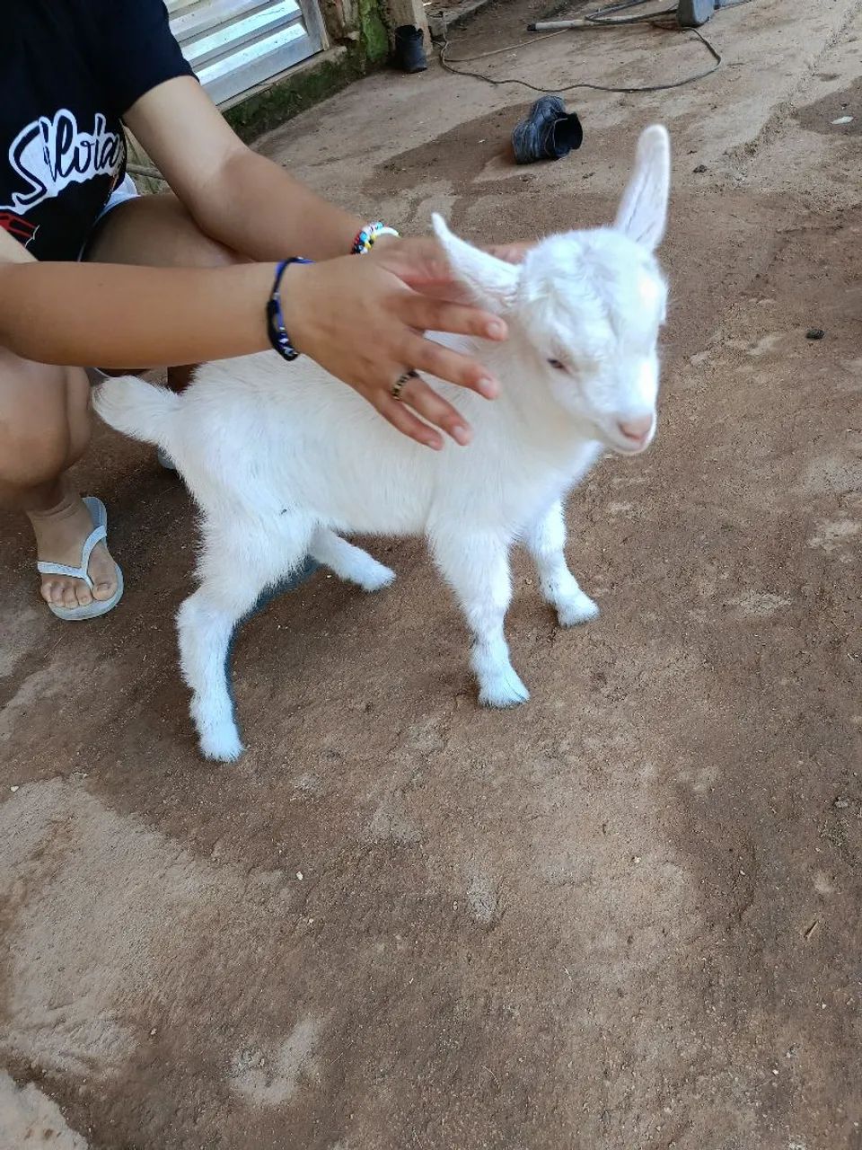 Cabrito 
