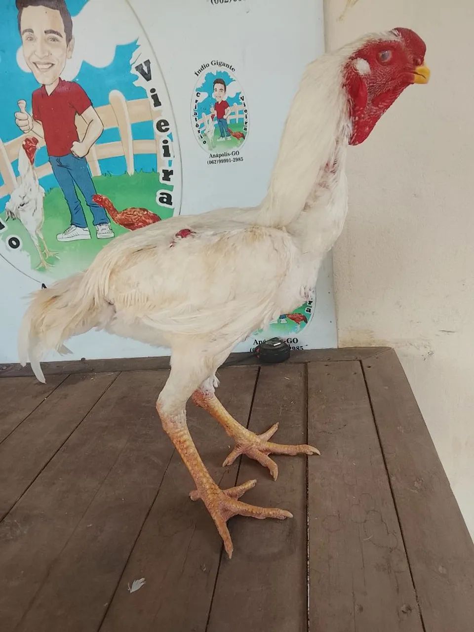 Índio gigante  - Foto 3