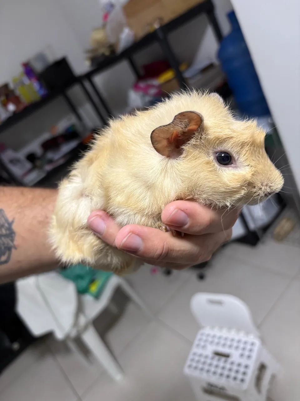Porquinho da índia  - Foto 4