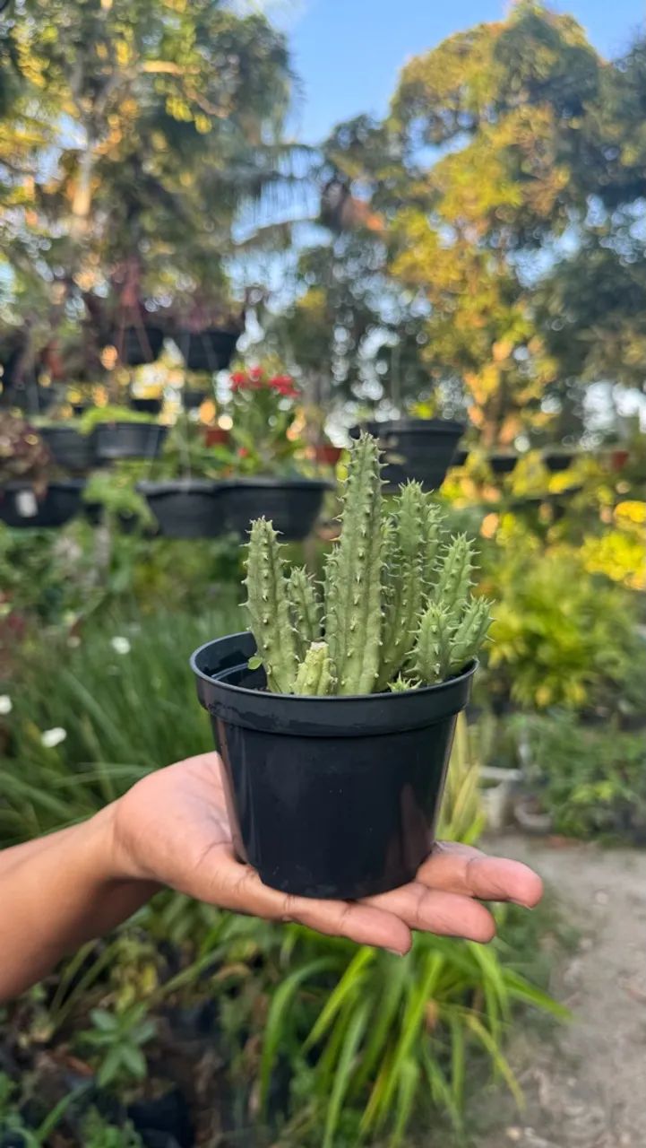 Plantas - Foto 3