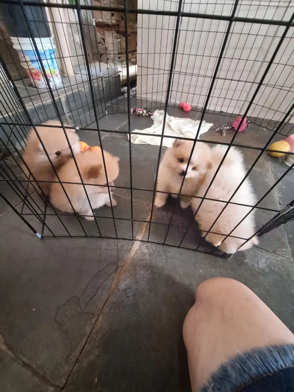 cachorro - Foto 3