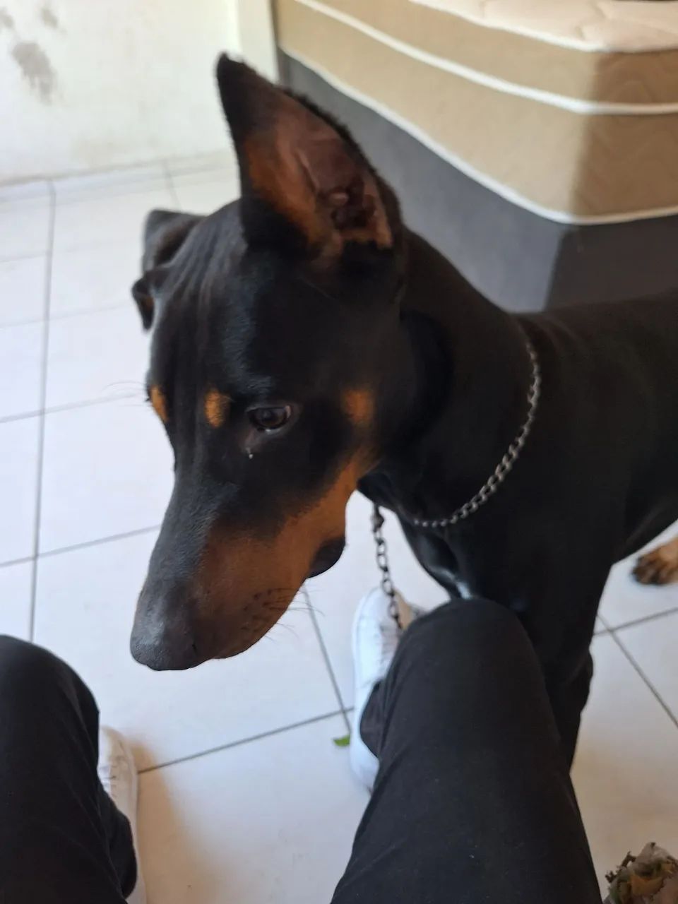Doberman - Foto 3
