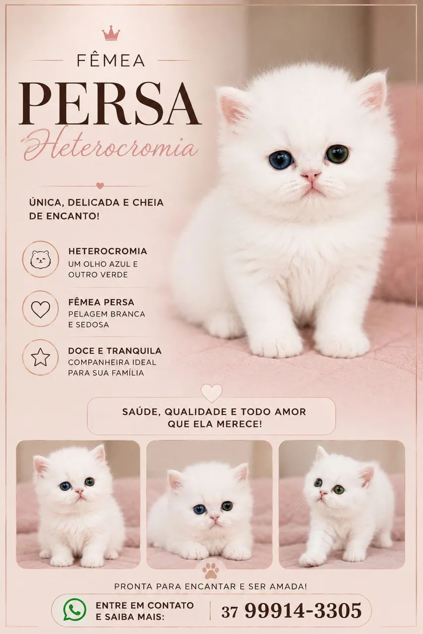 Filhotes Persa - Foto 4